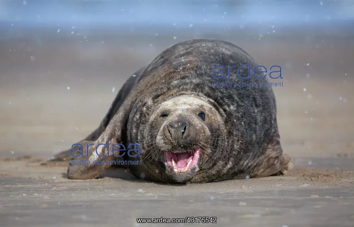 : Grey Seal (Halichoerus grypus) male on the beach during snowfall : Grey Seal (Halichoerus grypus) male on the beach during snowfall