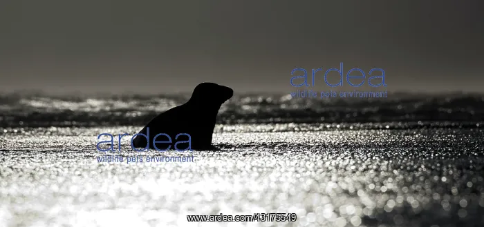 : Grey Seal (Halichoerus grypus) on the beach, Lincolnshire, England, England : Grey Seal (Halichoerus grypus) on the beach, Lincolnshire, England, England