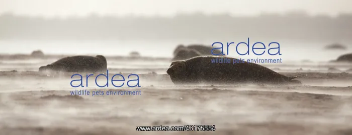 : Grey Seal (Halichoerus grypus) group on the beach during snowfall : Grey Seal (Halichoerus grypus) group on the beach during snowfall