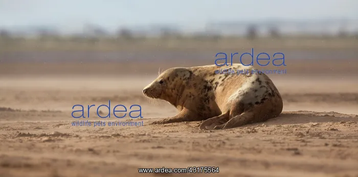 : Grey Seal (Halichoerus grypus) juvenile on the beach, Lincolnshire, England, England : Grey Seal (Halichoerus grypus) juvenile on the beach, Lincolnshire, England, England