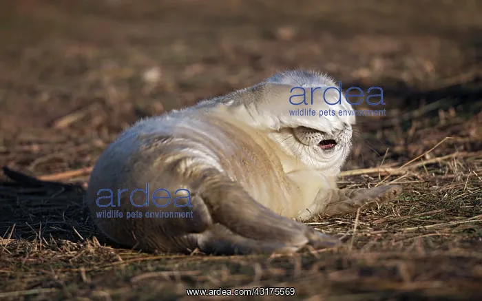 : Grey Seal (Halichoerus grypus) pup, Lincolnshire, England, England : Grey Seal (Halichoerus grypus) pup, Lincolnshire, England, England