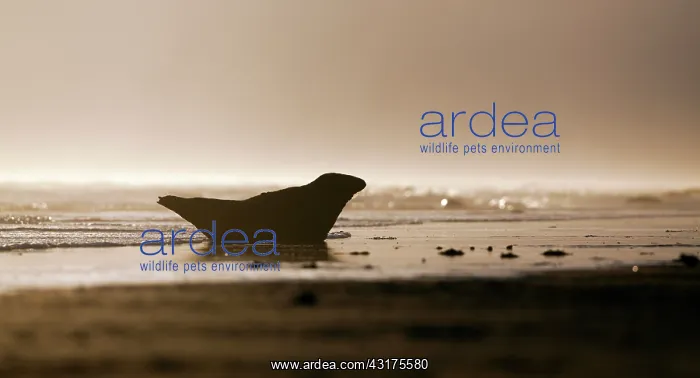 : Grey Seal (Halichoerus grypus) on the beach at sunrise, Lincolnshire, England, England : Grey Seal (Halichoerus grypus) on the beach at sunrise, Lincolnshire, England, England