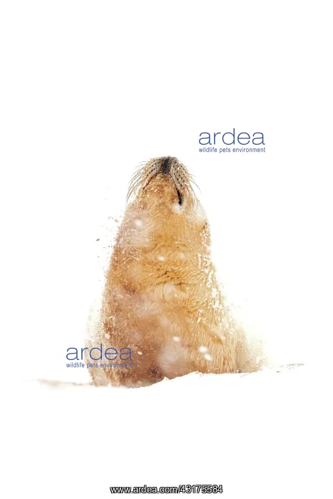 : Grey Seal (Halichoerus grypus) pup in the snow, Lincolnshire, England, England : Grey Seal (Halichoerus grypus) pup in the snow, Lincolnshire, England, England