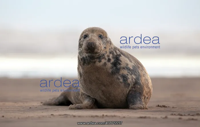 : Grey Seal (Halichoerus grypus) female on the beach, Lincolnshire, England, England : Grey Seal (Halichoerus grypus) female on the beach, Lincolnshire, England, England