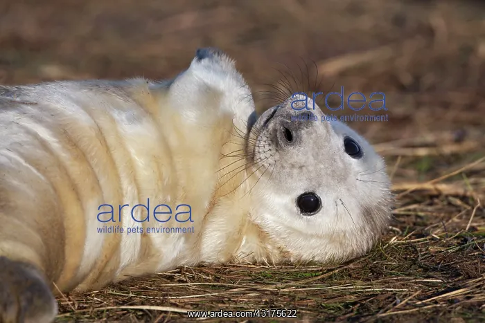 : Grey Seal (Halichoerus grypus) pup, Lincolnshire, England, England : Grey Seal (Halichoerus grypus) pup, Lincolnshire, England, England