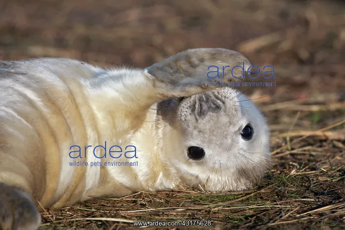 : Grey Seal (Halichoerus grypus) pup, Lincolnshire, England, England : Grey Seal (Halichoerus grypus) pup, Lincolnshire, England, England