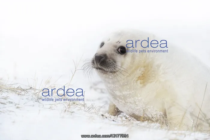 : Grey Seal (Halichoerus grypus) newborn puppy in snow : Grey Seal (Halichoerus grypus) newborn puppy in snow