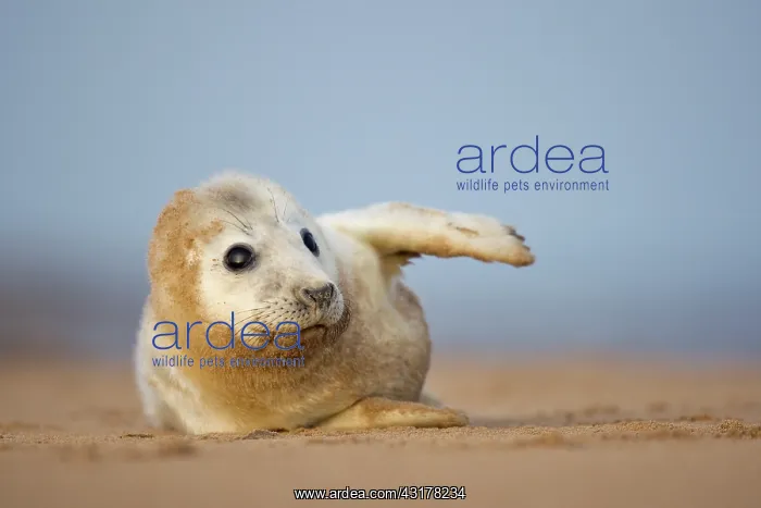 : Grey Seal (Halichoerus grypus) pup lying on beach : Grey Seal (Halichoerus grypus) pup lying on beach
