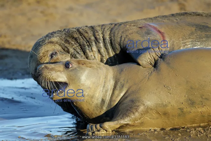 : Grey Seal (Halichoerus grypus) adults copulating : Grey Seal (Halichoerus grypus) adults copulating