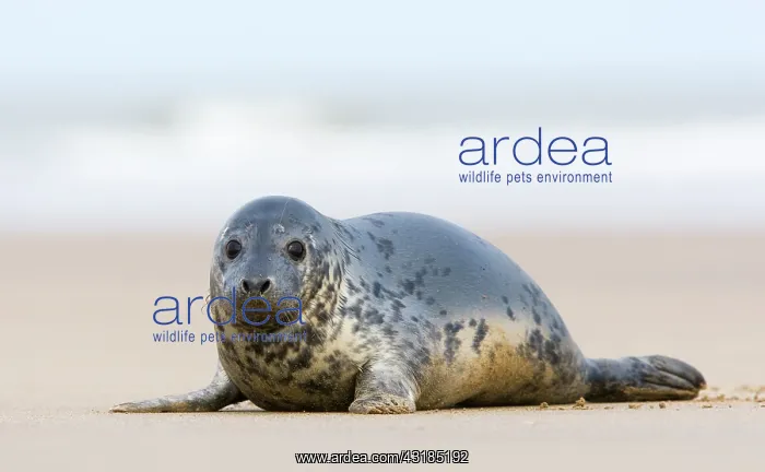 : Grey Seal (Halichoerus grypus) on the beach at Donna Nook : Grey Seal (Halichoerus grypus) on the beach at Donna Nook