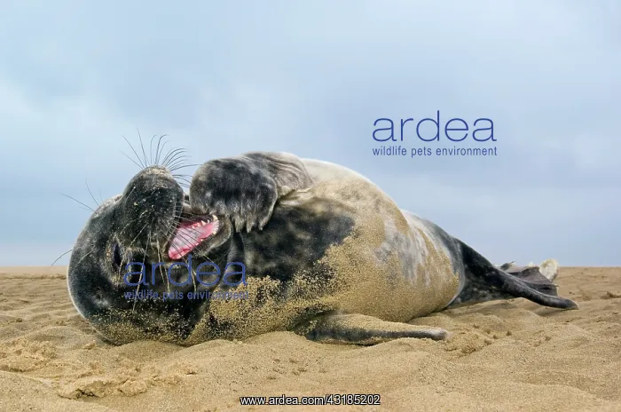 : Grey Seal (Halichoerus grypus) on beach at Donna Nook : Grey Seal (Halichoerus grypus) on beach at Donna Nook