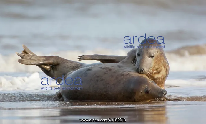 : Grey Seals (Halichoerus grypus) playing in the surf : Grey Seals (Halichoerus grypus) playing in the surf
