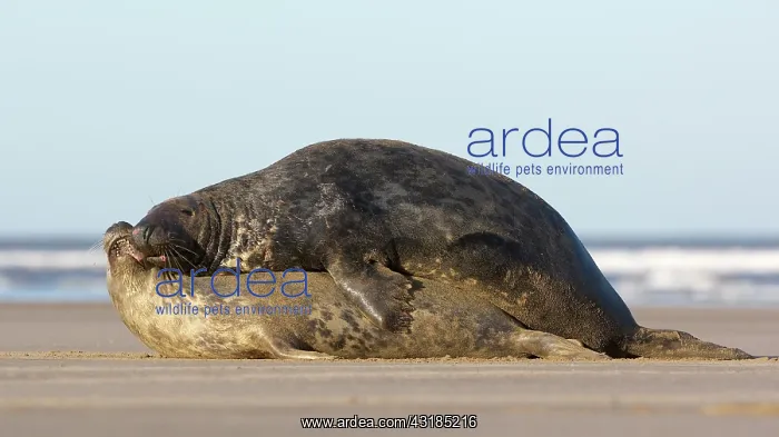 : Grey Seal (Halichoerus grypus) couple mating on the beach : Grey Seal (Halichoerus grypus) couple mating on the beach