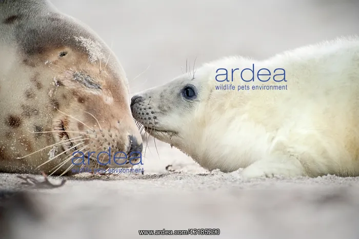 : Grey Seal (Halichoerus grypus) adult with young lying on beach : Grey Seal (Halichoerus grypus) adult with young lying on beach