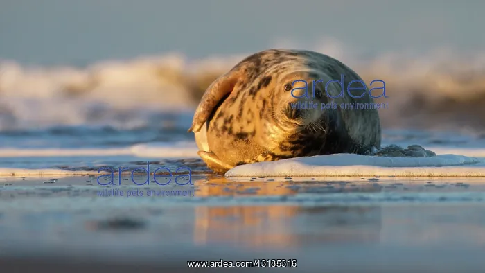 : Grey Seal (Halichoerus grypus) on the beach, Donna Nook, Lincolnshire, England, England : Grey Seal (Halichoerus grypus) on the beach, Donna Nook, Lincolnshire, England, England