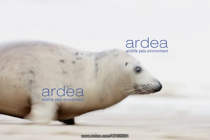 : Grey Seal (Halichoerus grypus) moving fast on beach : Grey Seal (Halichoerus grypus) moving fast on beach