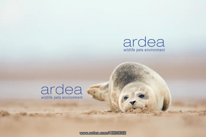 : Grey Seal (Halichoerus grypus) lying on beach : Grey Seal (Halichoerus grypus) lying on beach