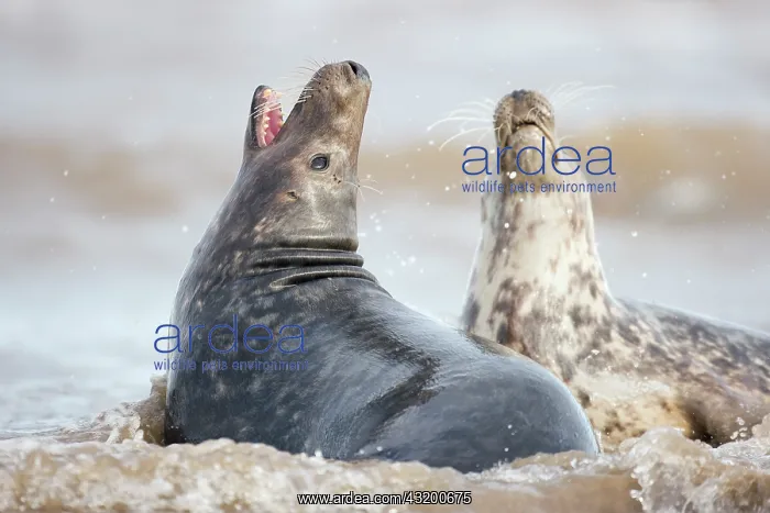 : Grey Seal (Halichoerus grypus) fighting in surf : Grey Seal (Halichoerus grypus) fighting in surf