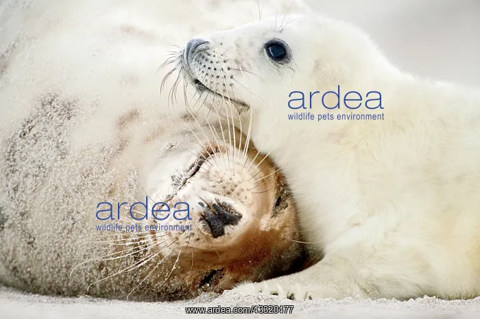 : Grey Seal (Halichoerus grypus) adult with pup on beach : Grey Seal (Halichoerus grypus) adult with pup on beach