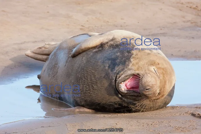  : Grey Seal - adult cow lying on a sandy beach yawning