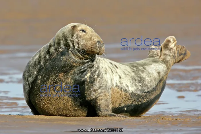 : Grey Seal - adult grey seal resting on sand bank : Grey Seal - adult grey seal resting on sand bank