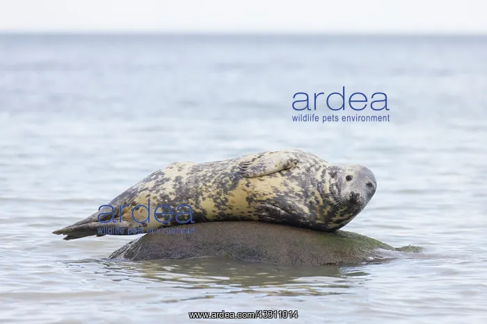 : Grey Seal - adult seal resting on a stone in the : Grey Seal - adult seal resting on a stone in the