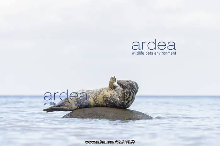 : Grey Seal - adult seal resting on a stone in the : Grey Seal - adult seal resting on a stone in the