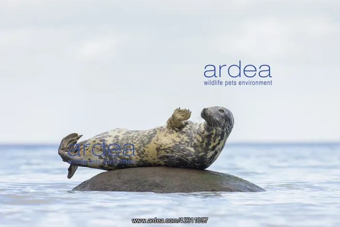 : Grey Seal - adult seal resting on a stone in the : Grey Seal - adult seal resting on a stone in the