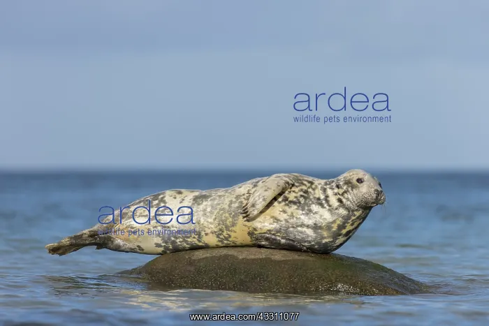 : Grey Seal - adult seal resting on a stone in the : Grey Seal - adult seal resting on a stone in the