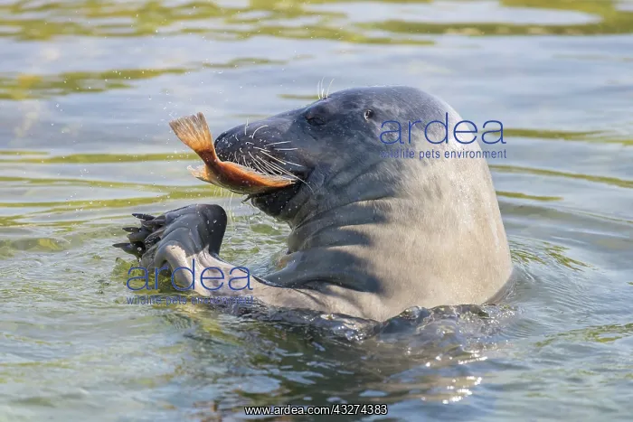 : Grey Seal - adult seal swimming with an European : Grey Seal - adult seal swimming with an European