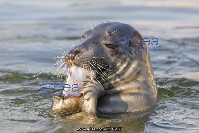 : Grey Seal - adult seal swimming with an European : Grey Seal - adult seal swimming with an European