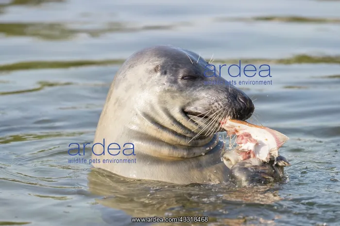 : Grey Seal - adult seal swimming with an European : Grey Seal - adult seal swimming with an European