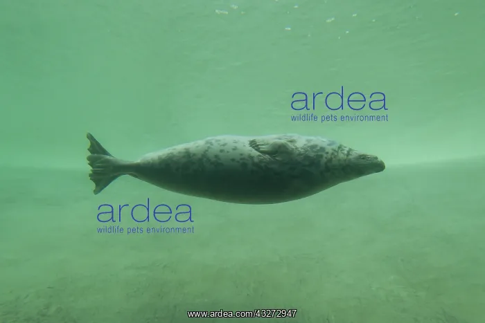 : Grey Seal - adult seal under water in a : Grey Seal - adult seal under water in a