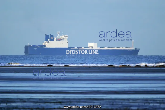 : Grey Seal - animals on sandbank with container : Grey Seal - animals on sandbank with container