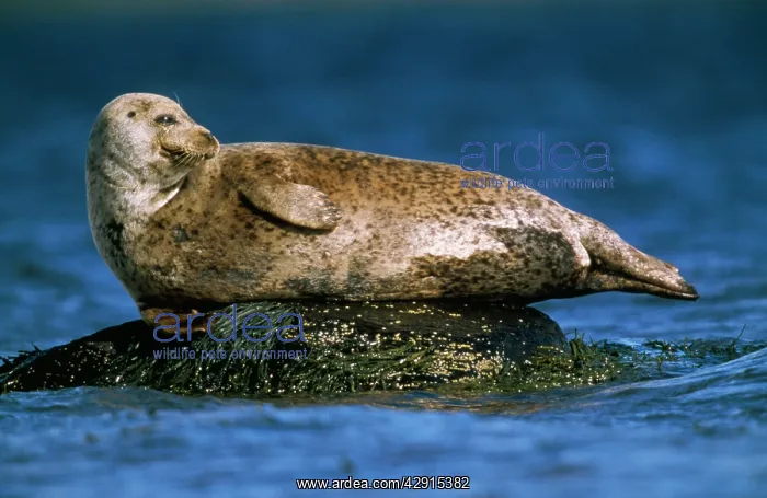 : Grey Seal - basking on rock in sea : Grey Seal - basking on rock in sea