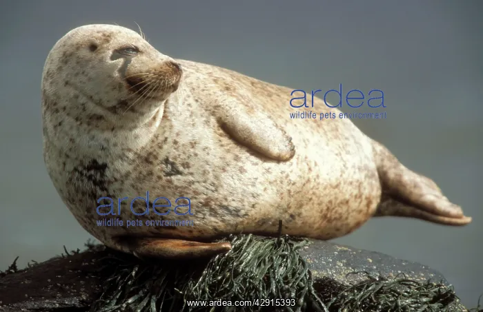 : Grey Seal - basking on rock in sea : Grey Seal - basking on rock in sea