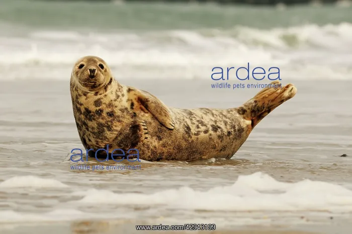 : Grey seal - on beach : Grey seal - on beach