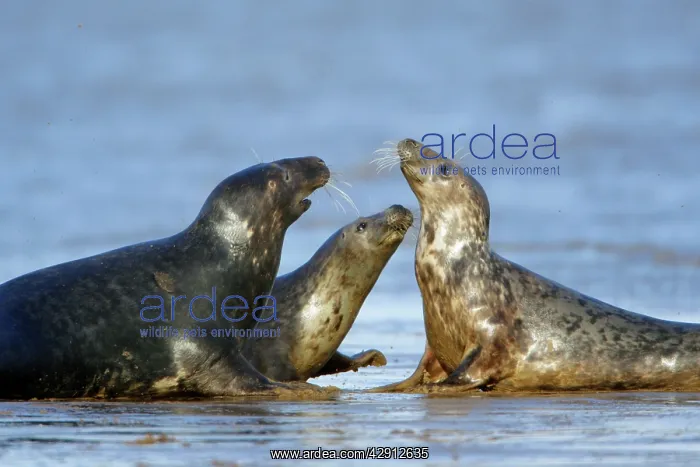 : Grey Seal - bull and 2 cows during breeding season : Grey Seal - bull and 2 cows during breeding season