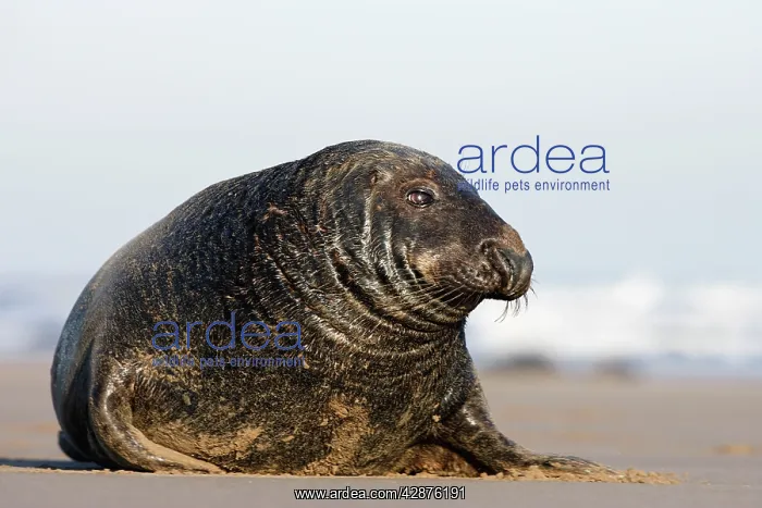 : Grey Seal Bull : Grey Seal Bull