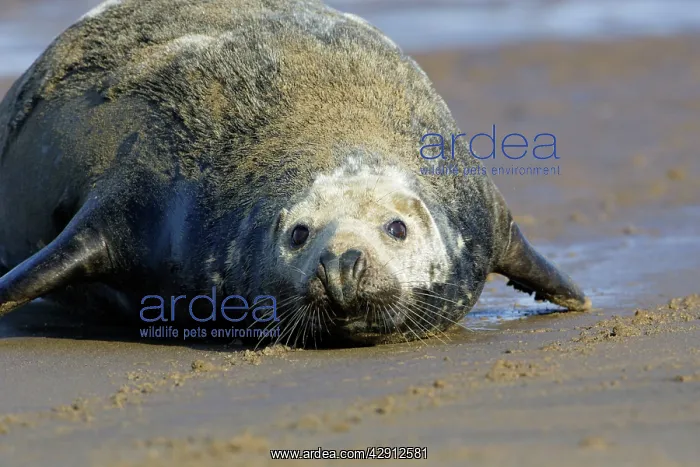 : Grey Seal - bull on beach : Grey Seal - bull on beach