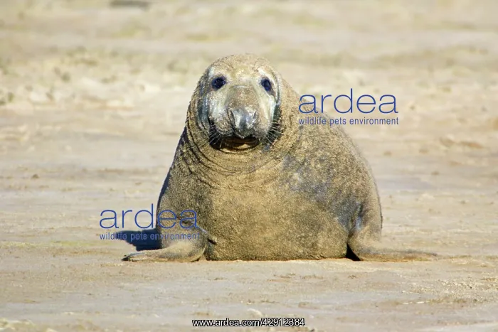 : Grey Seal - bull on beach, Donna Nook seal sanctuary : Grey Seal - bull on beach, Donna Nook seal sanctuary