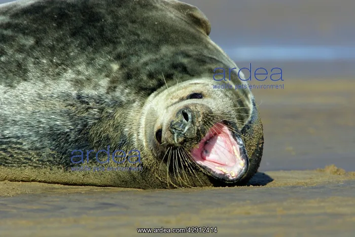 : Grey Seal - bull on beach, yawning : Grey Seal - bull on beach, yawning