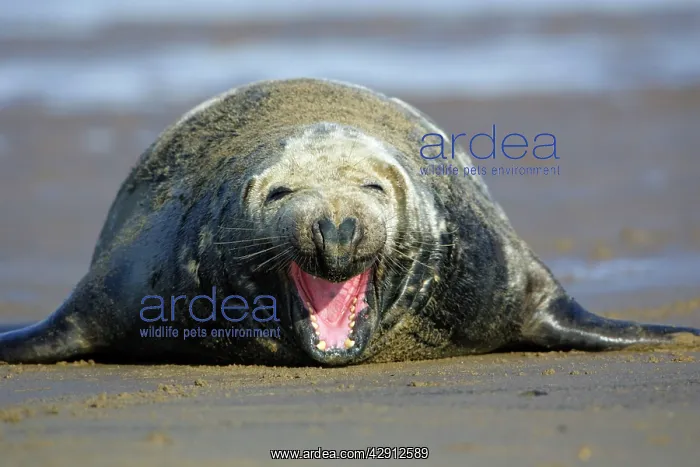 : Grey Seal - bull on beach yawning : Grey Seal - bull on beach yawning