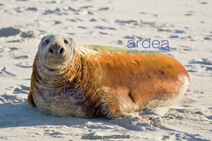 : Grey Seal - bull with colourful coat lying on beach : Grey Seal - bull with colourful coat lying on beach