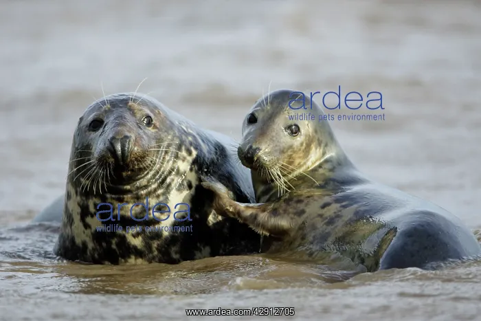 : Grey Seal - bull and cow in surf during breeding season : Grey Seal - bull and cow in surf during breeding season