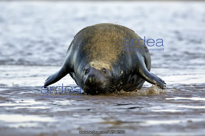 : Grey Seal - bull hauling itself on to sand-bank : Grey Seal - bull hauling itself on to sand-bank