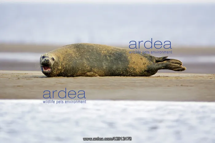 : Grey Seal - bull lying on sand-bank : Grey Seal - bull lying on sand-bank