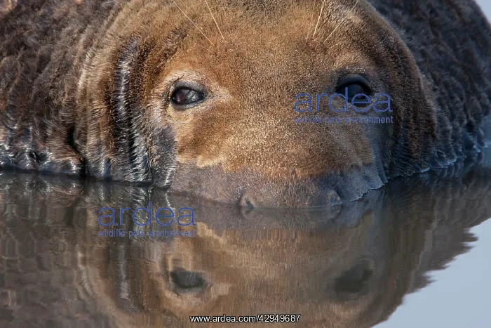 : Grey Seal - bull lying in shallow water with reflection : Grey Seal - bull lying in shallow water with reflection