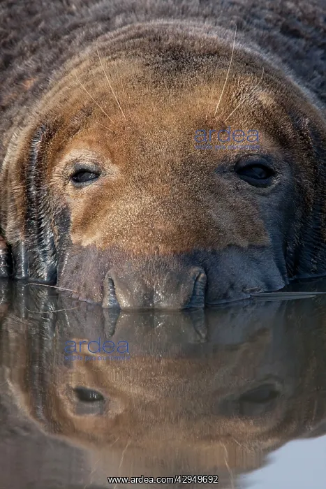 : Grey Seal - bull lying in shallow water with reflection : Grey Seal - bull lying in shallow water with reflection