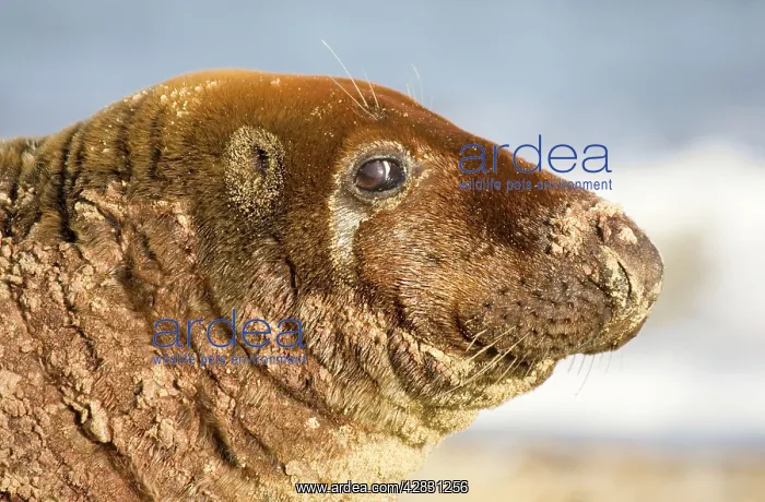 : Grey Seal - bull resting on beach : Grey Seal - bull resting on beach